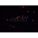 AF0481 staining CACO-2 cells by IF/ICC. The sample were fixed with PFA and permeabilized in 0.1% Triton X-100,then blocked in 10% serum for 45 minutes at 25¡ãC. The primary antibody was diluted at 1/200 and incubated with the sample for 1 hour at 37¡ãC. An Alexa Fluor 594 conjugated goat anti-rabbit IgG (H+L) antibody(Cat.