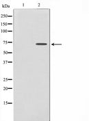 AF0579 staining Hela by IF/ICC. The sample were fixed with PFA and permeabilized in 0.1% Triton X-100,then blocked in 10% serum for 45 minutes at 25¡ãC. The primary antibody was diluted at 1/200 and incubated with the sample for 1 hour at 37¡ãC. An  Alexa Fluor 594 conjugated goat anti-rabbit IgG (H+L) Ab, diluted at 1/600, was used as the secondary antibod