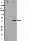 AF0592 staining COLO205 by IF/ICC. The sample were fixed with PFA and permeabilized in 0.1% Triton X-100,then blocked in 10% serum for 45 minutes at 25¡ãC. The primary antibody was diluted at 1/200 and incubated with the sample for 1 hour at 37¡ãC. An  Alexa Fluor 594 conjugated goat anti-rabbit IgG (H+L) Ab, diluted at 1/600, was used as the secondary antibod