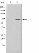 AF0595 staining COLO205 by IF/ICC. The sample were fixed with PFA and permeabilized in 0.1% Triton X-100,then blocked in 10% serum for 45 minutes at 25¡ãC. The primary antibody was diluted at 1/200 and incubated with the sample for 1 hour at 37¡ãC. An  Alexa Fluor 594 conjugated goat anti-rabbit IgG (H+L) Ab, diluted at 1/600, was used as the secondary antibod