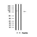DDX4 Antibody