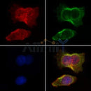 AF0247 staining HepG2 by IF/ICC. The samples were fixed with PFA and permeabilized in 0.1% Triton X-100,then blocked in 10% serum for 45 minutes at 25¡ãC. Samples were then incubated with primary Ab(AF0247 1:200) and mouse anti-beta tubulin Ab(T0023 1:200) for 1 hour at 37¡ãC. An AlexaFluor594 conjugated goat anti-rabbit IgG(H+L) Ab(S0006 1:200 Red) and an AlexaFluor488 conjugated goat anti-mouse IgG(H+L) Ab(S0017 1:600 Green) were used as the secondary antibod