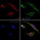 AF0282 staining HepG2 by IF/ICC. The samples were fixed with PFA and permeabilized in 0.1% Triton X-100,then blocked in 10% serum for 45 minutes at 25¡ãC. Samples were then incubated with primary Ab(AF0282 1:200) and mouse anti-beta tubulin Ab(T0023 1:200) for 1 hour at 37¡ãC. An AlexaFluor594 conjugated goat anti-rabbit IgG(H+L) Ab(S0006 1:200 Red) and an AlexaFluor488 conjugated goat anti-mouse IgG(H+L) Ab(S0017 1:600 Green) were used as the secondary antibod