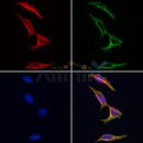 AF0316 staining Hela by IF/ICC. The samples were fixed with PFA and permeabilized in 0.1% Triton X-100,then blocked in 10% serum for 45 minutes at 25¡ãC. Samples were then incubated with primary Ab(AF0316 1:200) and mouse anti-beta tubulin Ab(T0023 1:200) for 1 hour at 37¡ãC. An AlexaFluor594 conjugated goat anti-rabbit IgG(H+L) Ab(S0006 1:200 Red) and an AlexaFluor488 conjugated goat anti-mouse IgG(H+L) Ab(S0017 1:600 Green) were used as the secondary antibod