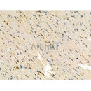 Phospho-PIN4 (Tyr122) Antibody -AF3511