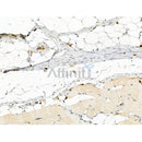 Phospho-PFKFB3 (Ser461) Antibody -AF3581