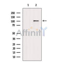 AF7017 staining U-2 OS cells by IF/ICC. The sample were fixed with PFA and permeabilized in 0.1% Triton X-100,then blocked in 10% serum for 45 minutes at 25¡ãC. The primary antibody was diluted at 1/200 and incubated with the sample for 1 hour at 37¡ãC. An Alexa Fluor 594 conjugated goat anti-rabbit IgG (H+L) antibody(Cat.