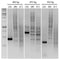 nanoTaq Hot-Start DNA polymerase - 100 reactions DP001-0100