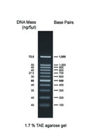 Bio-Helix GD 100bp DNA ladder RTU - 500ul DM001-R500