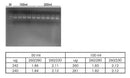 Plasmid midiPREP kit - 20 reactions