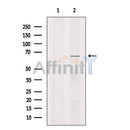 LYRIC Antibody -DF13437