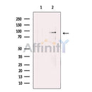 KCNQ2 Antibody -DF13451