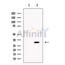 CLCA3 Antibody -DF13460