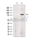 CBX4 Antibody -DF13461