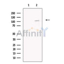 PSMD1 Antibody -DF13463