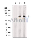 Apc7 Antibody -DF13464