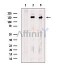 Kinesin 5A Antibody -DF13467