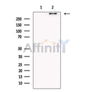 BIRC6 Antibody -DF13472