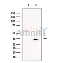 GODZ Antibody -DF13476