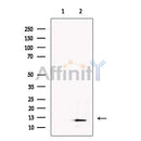 SLIRP Antibody -DF13485