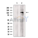 eIF4ENIF1 Antibody -DF13486