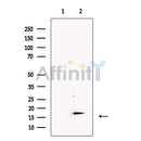 IEX1 Antibody -DF13488