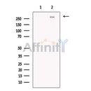 CASC5 Antibody -DF13491