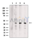 PURA Antibody -DF13493