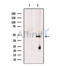 Fumarylacetoacetate hydrolase Antibody -DF13497