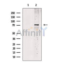 CLPB Antibody -DF13500