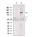 CLCA1 Antibody -DF13501