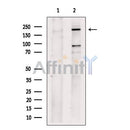 Plexin D1 Antibody -DF13502