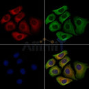 SIGLEC9 Antibody -DF13503