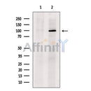 Sulfatase 2 Antibody -DF13506
