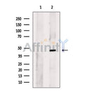 BSCL2 Antibody -DF13508