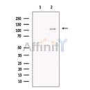 DAGLA Antibody -DF13509