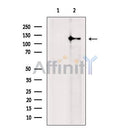 RASGRF2 Antibody -DF13513