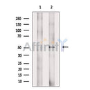 B7-H6 Antibody -DF13516