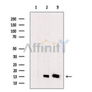 PFD6 Antibody -DF13522
