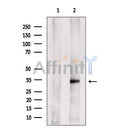 CLEC1 Antibody -DF13528