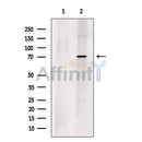 Proprotein Convertase 2 Antibody -DF13531