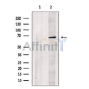 IL1RAP Antibody -DF13533