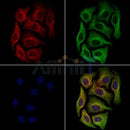 PEN2 Antibody -DF13538