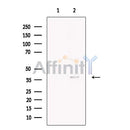 Necdin Antibody -DF13540