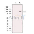 DPP6 - Catalytic domain Antibody -DF13546