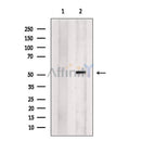 SNRP70 Antibody -DF13550