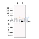 SERBP1 Antibody -DF13553
