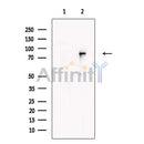 URP2 Antibody -DF13558