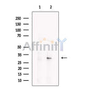 OVOL2 Antibody -DF13564