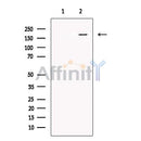 Synaptojanin Antibody -DF13566